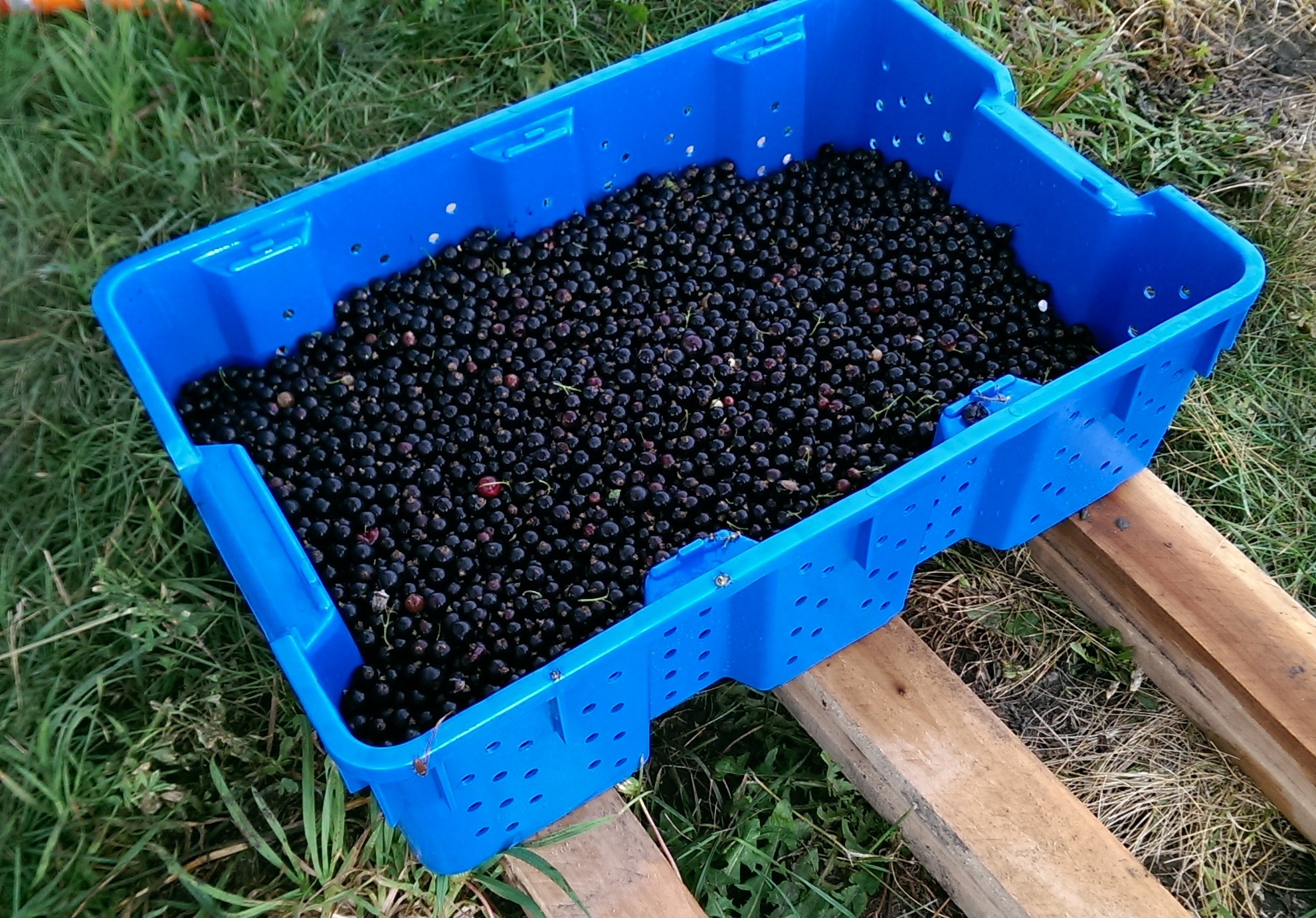 black-currants-in-tote-midwest.jpg